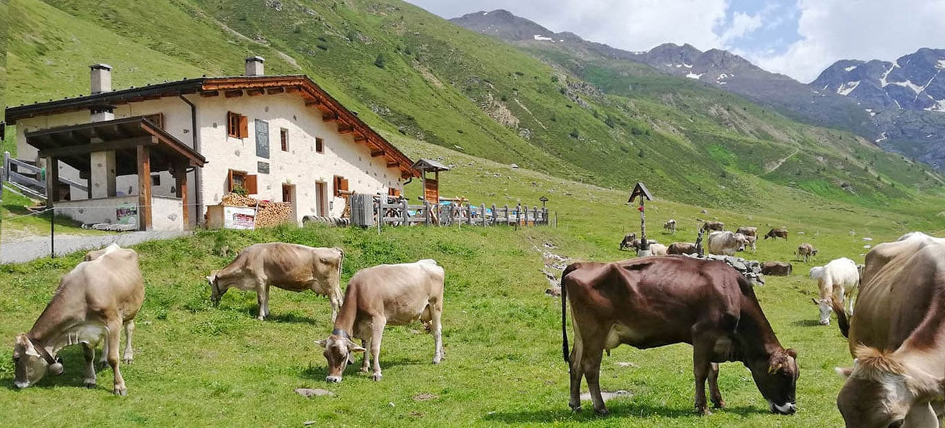 Pascoli e malghe della valle di Livigno